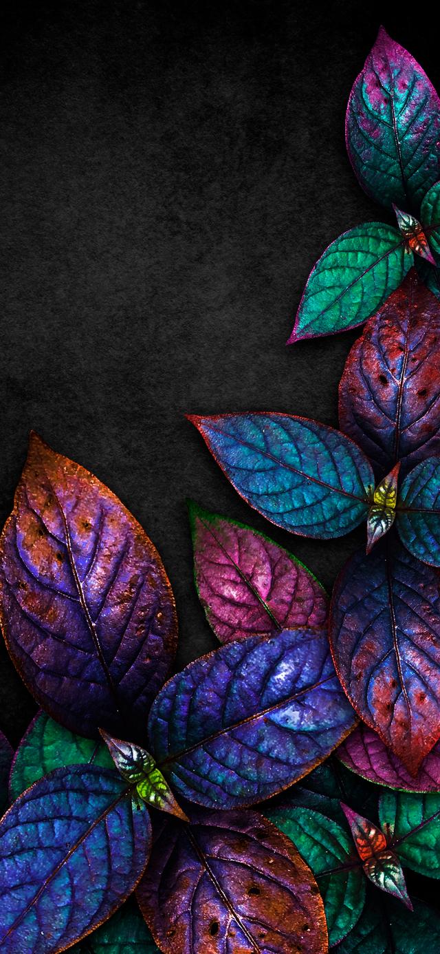 原壁纸:树叶的艺术形式