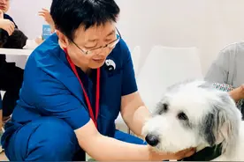 培养一名合格的宠物医生有多难图片