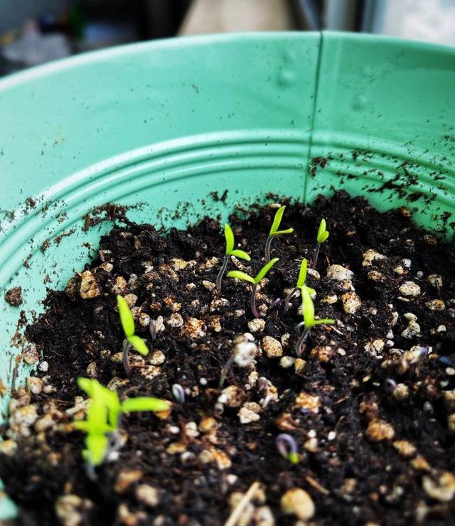 一个小番茄,扔花盆里,长出一大棵,结的番茄全家吃不完