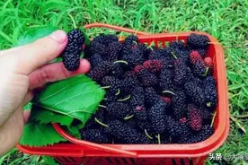 洗桑葚，有人用清水，有人加盐？都不对，只用3样，脏东西全跑光图片