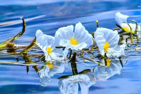 海菜花：“水性杨花”就是它，我国特有的植物，不光好看还很好吃图片