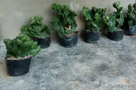 玉麒麟剪下来怎样栽图片