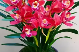 新手养兰，试试“大将军”，花色艳丽，香味扑鼻，好养易活爱开花图片