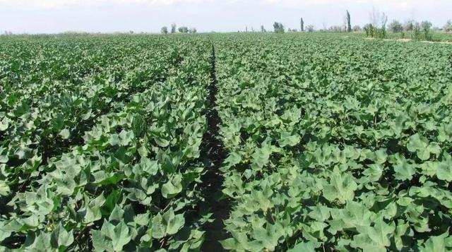 花钱买不到的肥料知识！值得一看