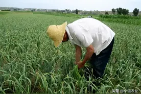 大蒜拔完蒜台需要浇水吗？做好这几点，个头大且高产图片