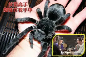 「麻将技术论」 蜘蛛与你两相望，以蜘蛛为师学麻将绝招（上）图片