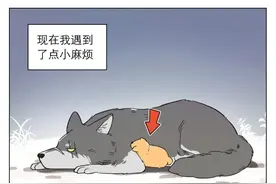 捡了东西的狼图片