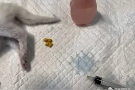 实操案例：如何给便秘的猫使用开塞露图片