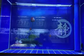 为什么说家中有大鱼缸，长期放置不用也不好？可以重新少量养鱼图片