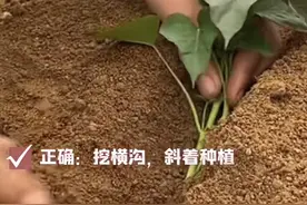 红薯种多深，行距多少，苗头朝南还是北，施肥禁忌，这里讲清楚了图片