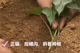 红薯种多深，行距多少，苗头朝南还是北，施肥禁忌，这里讲清楚了图片