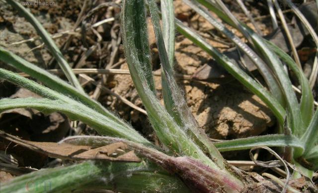 楦﹁懕灞炴鐗╃殑鐗圭偣鍙婄敤閫? onerror=