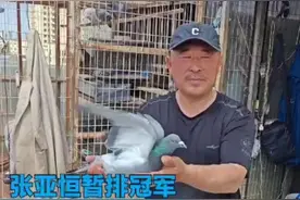 连续六年千公里当日归 通辽鸽会一人入赏14羽图片
