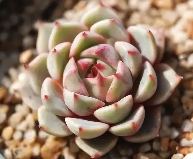270种常见多肉图谱，一分钟认全！