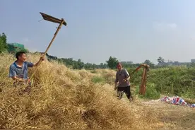 连枷：一种脱粒用的农具，山西平定叫“拉戈”，你们那里叫什么图片