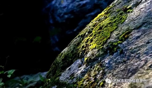 大自然中的天然指南针有哪些？二年级（大自然的指南针）