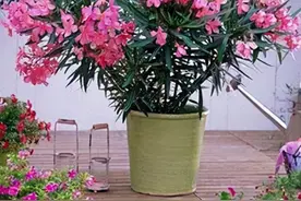 常见的“7种大毒花”，家里经常养，建议多了解，避免受伤害图片