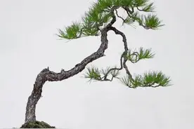 国家级盆景大师文人盆景作品赏析！高清大图图片