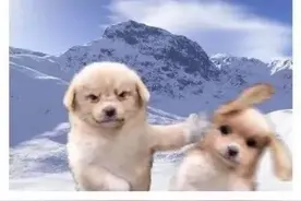 搞笑动图GIF，不笑我室友直播倒立嘘嘘图片