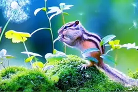 大山里的爱情（十）图片