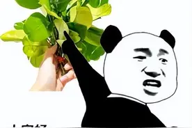 柚子叶，广东人都用过？图片