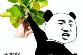 柚子叶，广东人都用过？图片