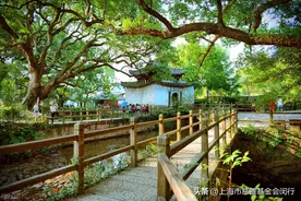 香樟树的品格图片