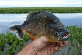亚马逊河为何是人类禁区？河里九大残暴生物，食人鱼排倒数第一图片