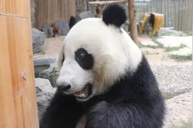 揍扁金钱豹，分分钟弄死豺，史上最强大熊猫虎子的战斗力有多猛？图片