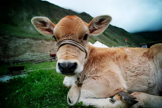 牛流产的原因是什么？牛流产后恢复用什么药？本文为您讲解