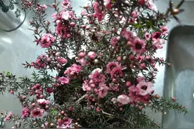 松红梅能花开半年，花叶清香，但你家真的适合养吗？图片