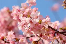美不胜收！日本早樱盛放粉色花海宛如画卷图片