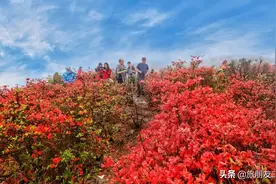 清远徒步1天游，登望军山赏百亩杜鹃花海、赏云海图片