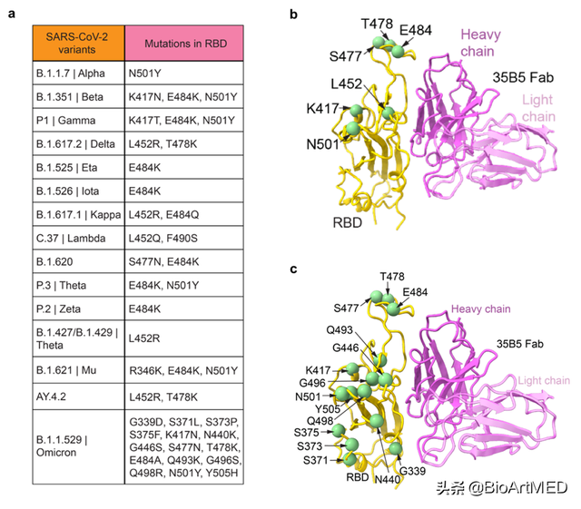 陈志伟等揭示新冠受关注变异株“全谱”中和单抗的作用机制