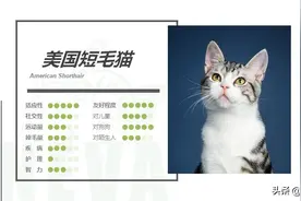 美国短毛猫丨银虎斑加白图片