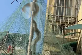 杭州小区发现3米长菜花蛇，号称蛇中之王，免疫蛇毒，敢吃眼镜蛇图片