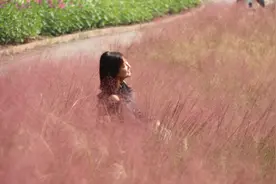 重庆园博园醉蝶花、粉黛乱子草全面绽放图片