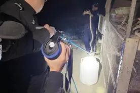 吓人！云南一村民家惊现6条剧毒眼镜蛇！为保护动物已放生图片