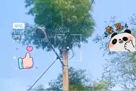 竹子穿透力有多强？8米高电线杆里长出竹子，网友：有想法的竹子图片