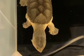 900元1克的“窄桥龟”价超黄金，全世界争相购买，凭什么这么贵？图片