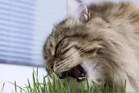 猫咪吃猫草的5个你不知道的好处？图片