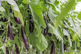 栽培茄子、黄瓜、西红柿、辣椒，为啥要摘掉底果？有舍才有得图片