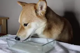 狗子为什么不喜欢喝水呢？那可能是你没用对方法图片