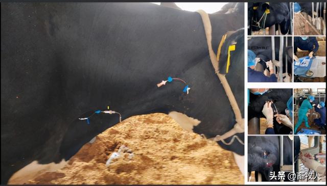 「学习笔记」卜登攀研究员：过瘤胃氨基酸生物利用率评价与利用