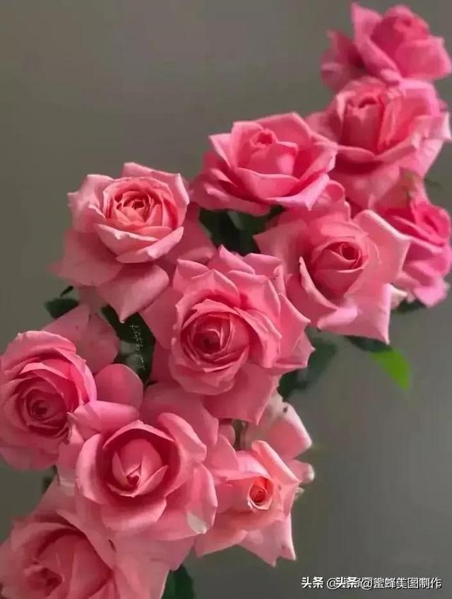 七夕浪漫情人节，玫瑰壁纸