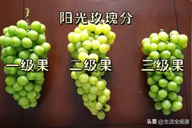 武汉优质农产品东西湖葡萄——葡萄竟然还分等级 阳光玫瑰一二三级怎么区分？图片