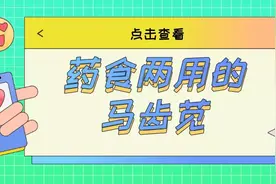 药食两用的马齿苋图片