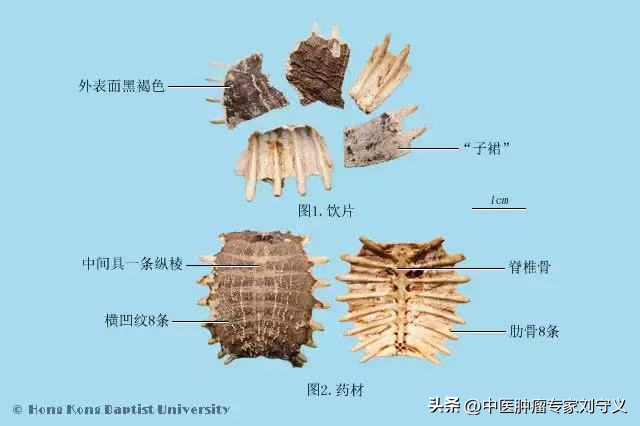 鳖甲的功效与作用,鳖甲的功效与作用 - 趣测网