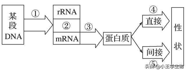 高中生物易错题NO.17基因的表达
