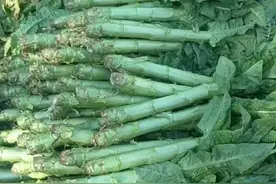 莴笋种植措施的重点图片